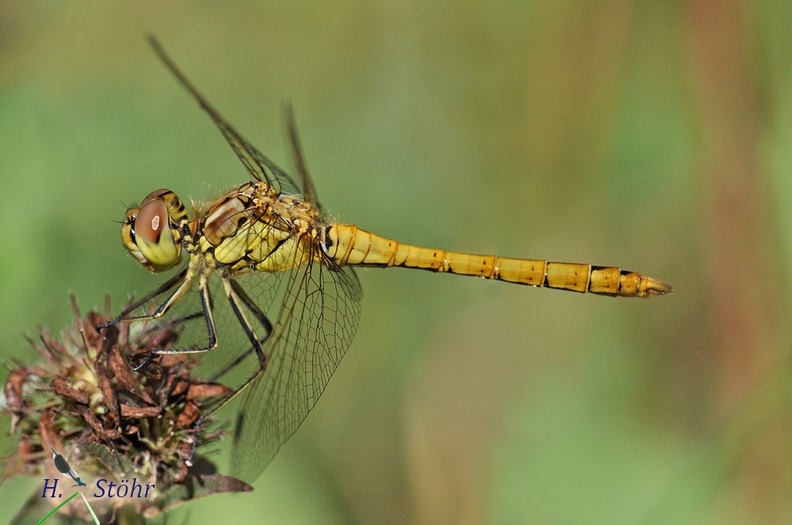 Gemeine Heidelibelle (Sympetrum vulgatum)